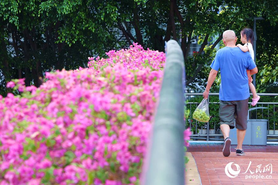 廈門金尚路天橋上的成片三角梅花開成海。人民網(wǎng)記者 陳博攝