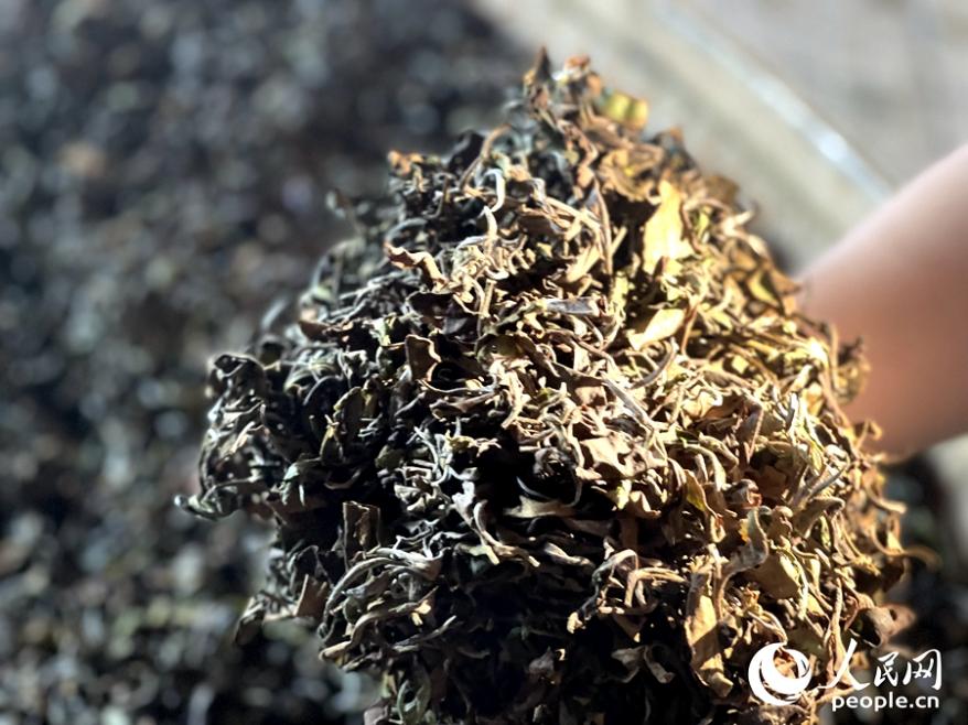 大田美人茶制作工藝在六大茶類(lèi)中最繁雜、最講究，須手工采摘“一芽一、二葉”之嫩茶，經(jīng)“萎凋、涼青、做青、發(fā)酵、殺青、回潤(rùn)、揉捻、烘干”等工序精制。人民網(wǎng)記者 陳藍(lán)燕攝
