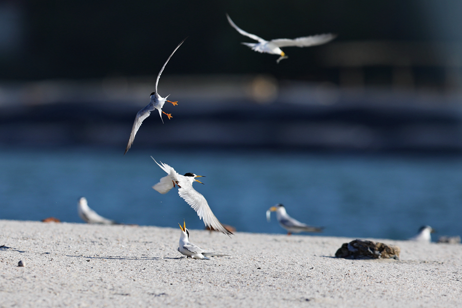 成群白額燕鷗“做客”廈門集美。王協(xié)云攝