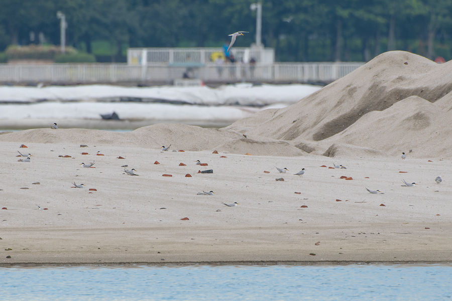 在沙灘上筑巢繁殖的白額燕鷗群。周龍杰攝