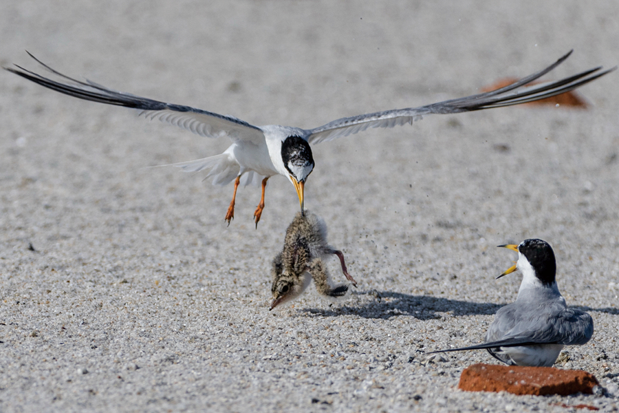 白額燕鷗成鳥將“不聽話”的幼鳥叼回巢穴。陳立新攝