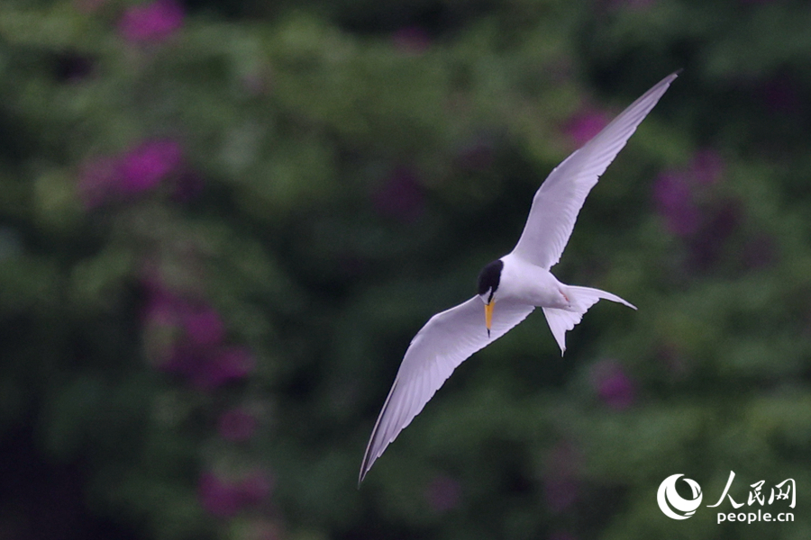 展翅翱翔的白額燕鷗。（資料圖）人民網(wǎng)記者 陳博攝