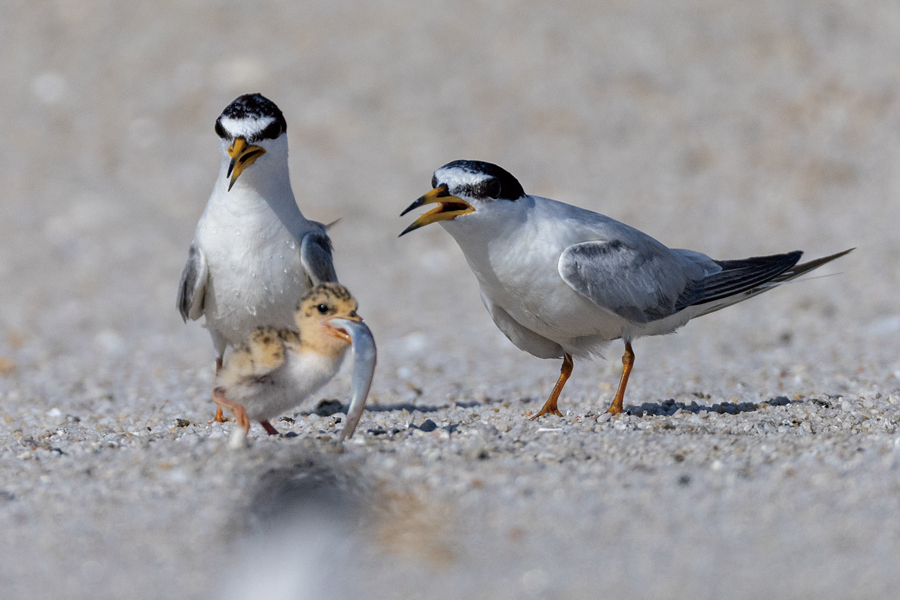 白額燕鷗在沙灘上喂雛。黃嶸