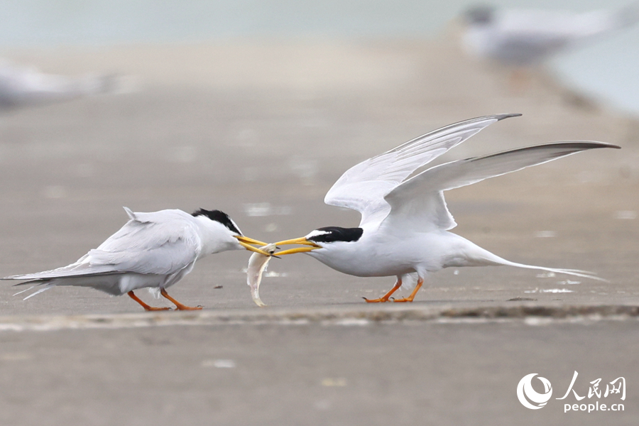 白額燕鷗。（資料圖）人民網(wǎng)記者 陳博攝