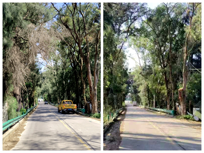 縣郊道路兩側(cè)枯枝修剪前后對(duì)比。漳州市東山縣交通運(yùn)輸管理局供圖
