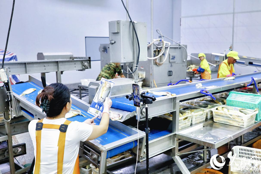 大黃魚處理車間內(nèi)，直播帶貨與生產(chǎn)加工齊頭并進。人民網(wǎng) 李唯一攝