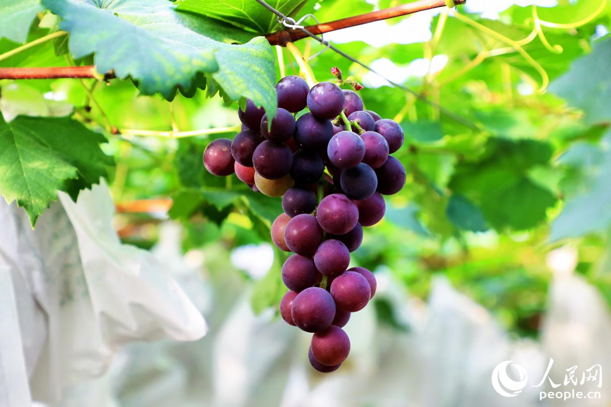 7月31日，鳳陽鎮(zhèn)里的晚熟葡萄處于轉(zhuǎn)色期。人民網(wǎng) 李唯一攝