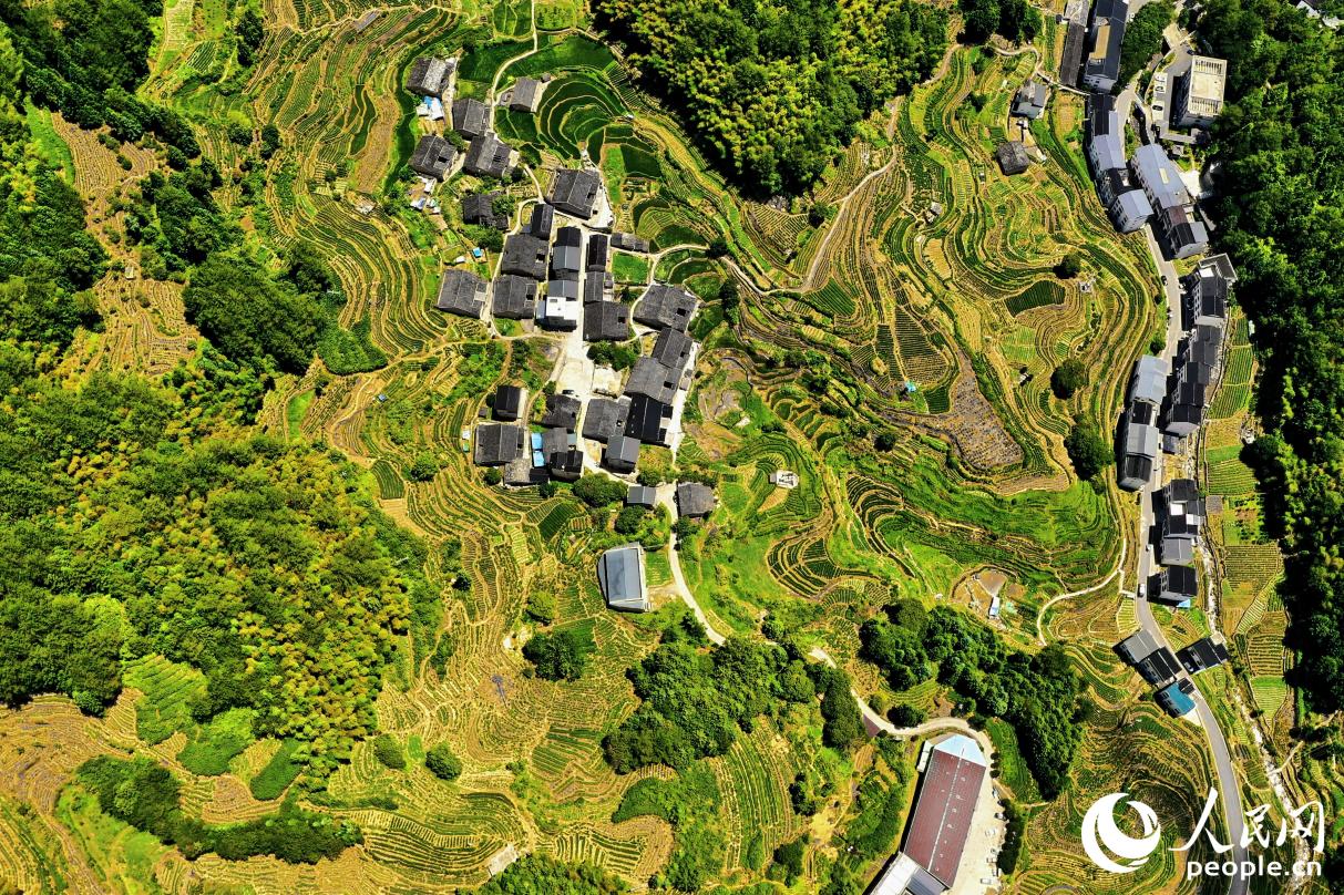 下黨鄉(xiāng)的定制生態(tài)茶園。人民網(wǎng) 李唯一攝