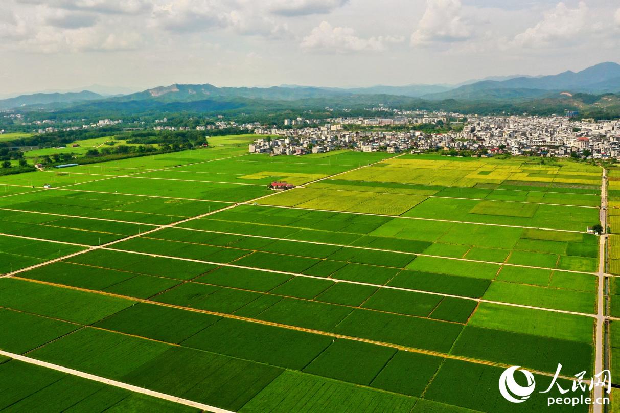 河田鎮(zhèn)萬(wàn)畝現(xiàn)代農(nóng)業(yè)產(chǎn)業(yè)園。人民網(wǎng) 李唯一攝