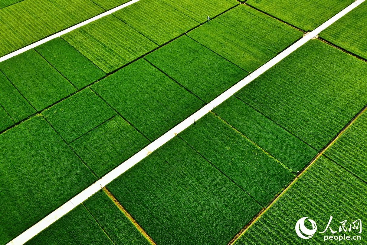 沃野平疇，阡陌縱橫。人民網(wǎng) 李唯一攝