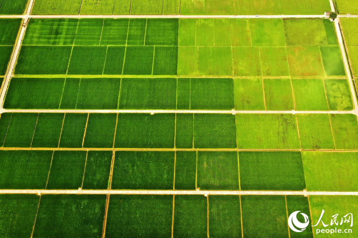 如今，美麗田園實(shí)現(xiàn)提質(zhì)增效。人民網(wǎng) 李唯一攝