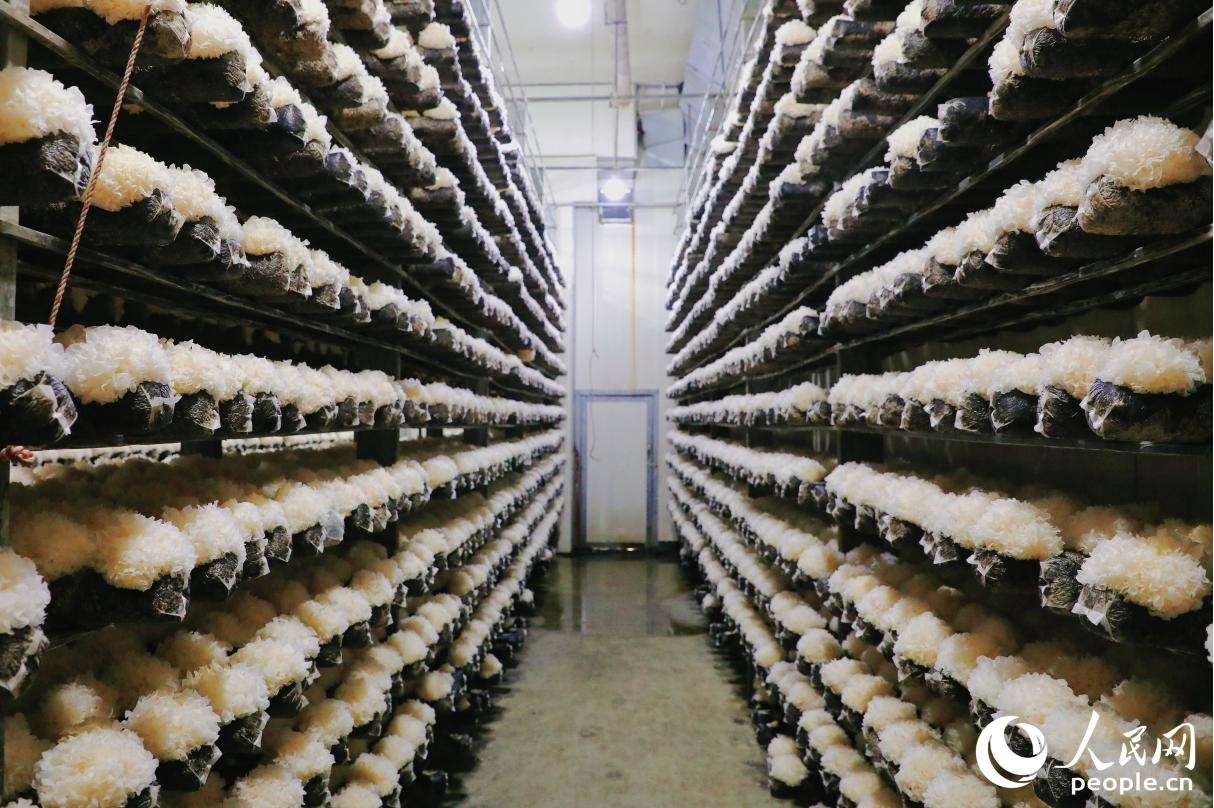 溫控智能化標(biāo)準(zhǔn)出菇房。人民網(wǎng) 李唯一攝