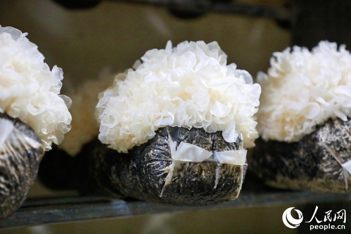 古田銀耳。人民網(wǎng) 李唯一攝
