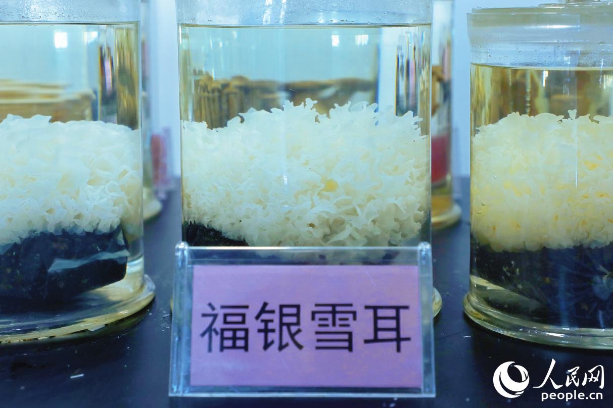 新品種“福銀雪耳”。人民網(wǎng) 李唯一攝