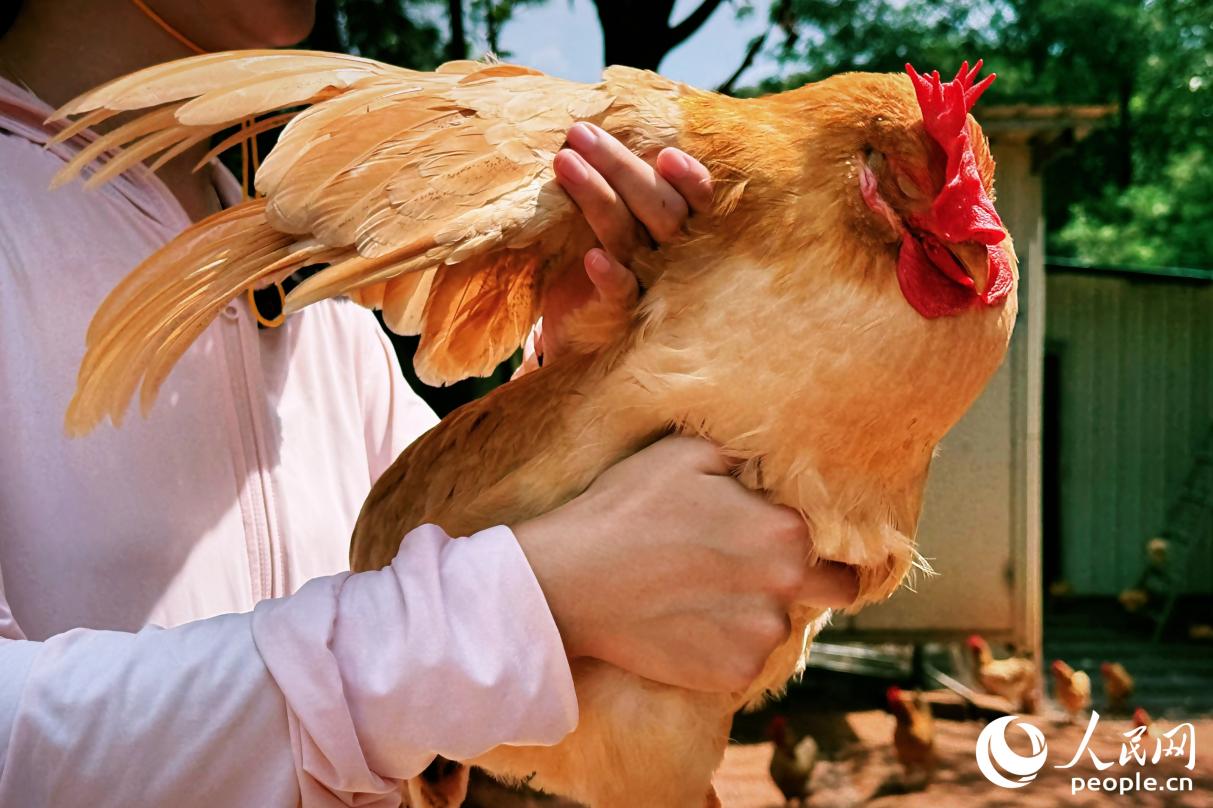 河田雞。人民網(wǎng) 李唯一攝