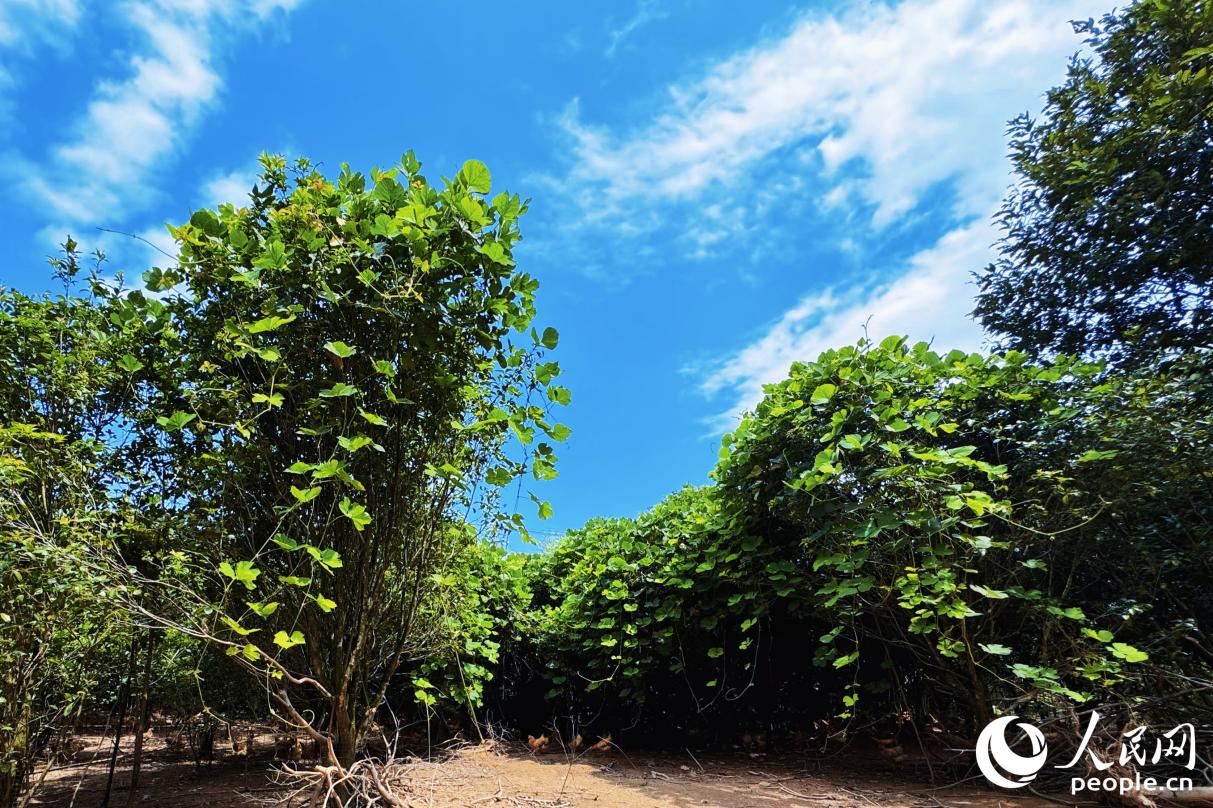 河田鎮(zhèn)養(yǎng)雞場。人民網(wǎng) 李唯一攝