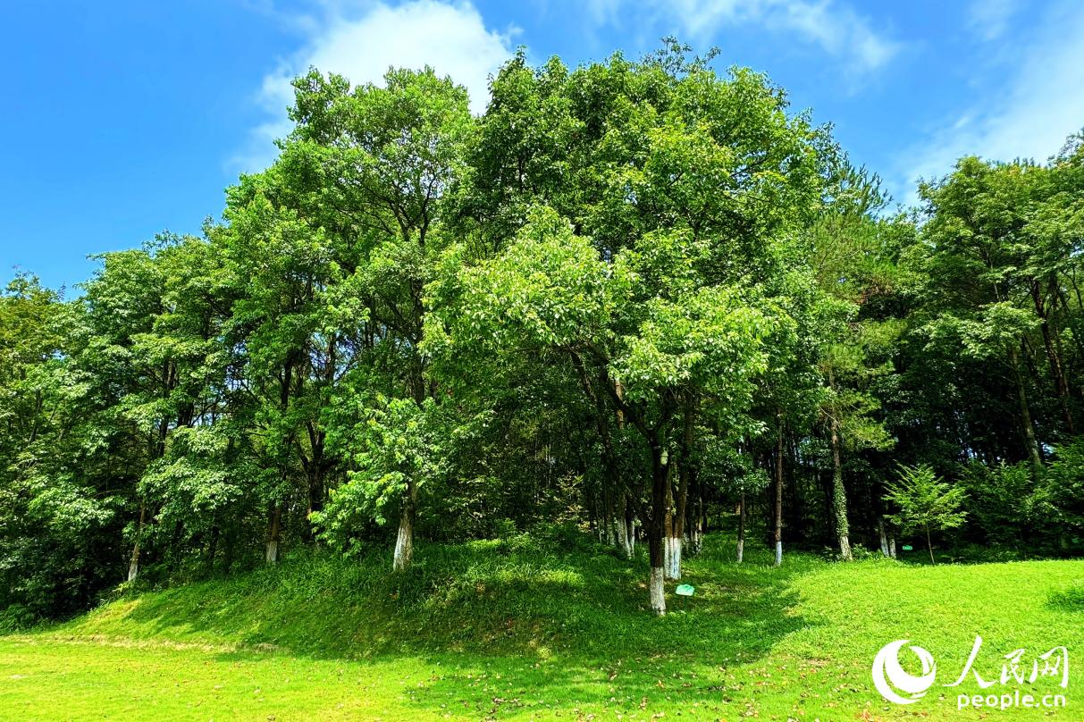 如今的長汀景色怡人。人民網(wǎng) 李唯一攝