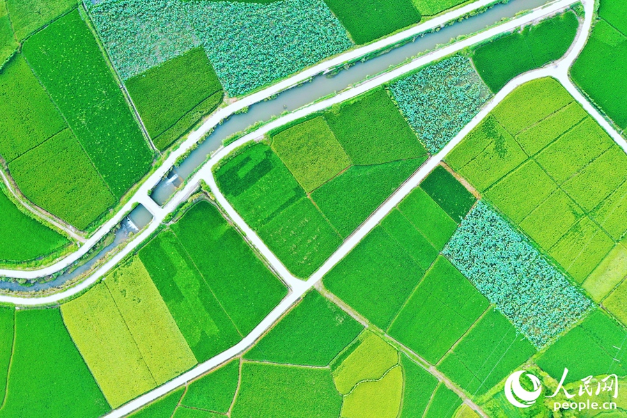 近年來，河龍鄉(xiāng)下伊村已篩選河龍貢米后備品種12個，4項成熟技術(shù)大面積推廣運用。人民網(wǎng) 李唯一攝