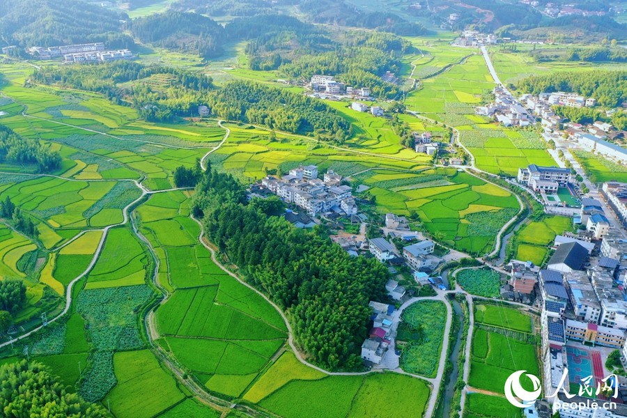 河龍貢米產(chǎn)業(yè)發(fā)展助力鄉(xiāng)村振興。人民網(wǎng) 李唯一攝