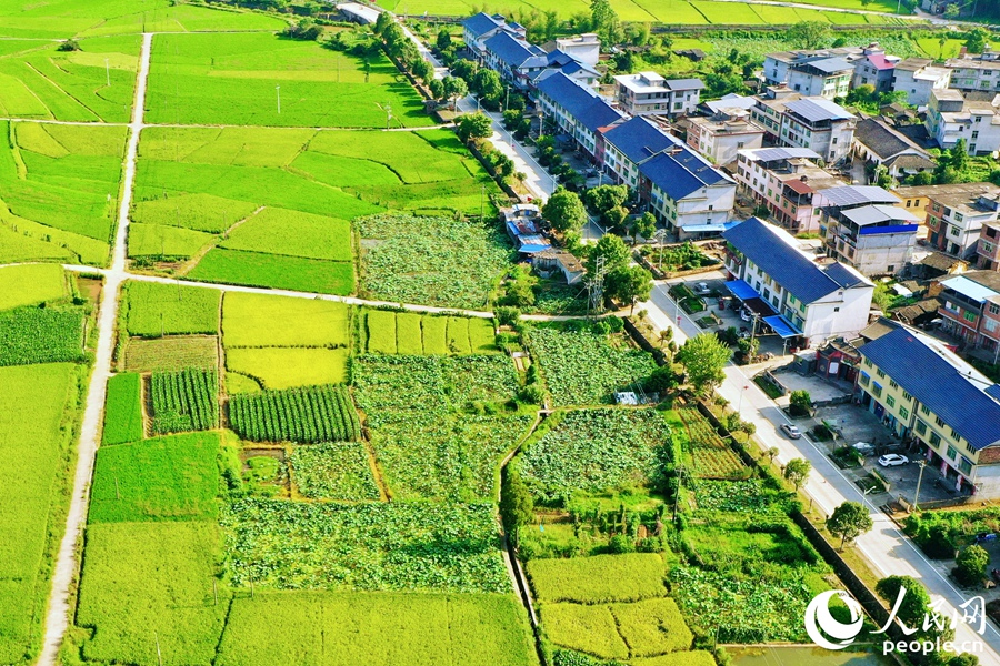 河龍貢米的新稻種“福香占”平均畝產(chǎn)達569.9公斤，比上一稻種“玉針香”畝產(chǎn)增加25.1%。人民網(wǎng) 李唯一攝