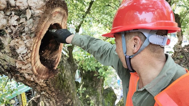 清理白蟻蟲害。