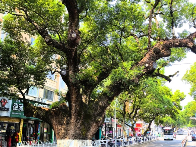 保護性復壯作業(yè)完成后。