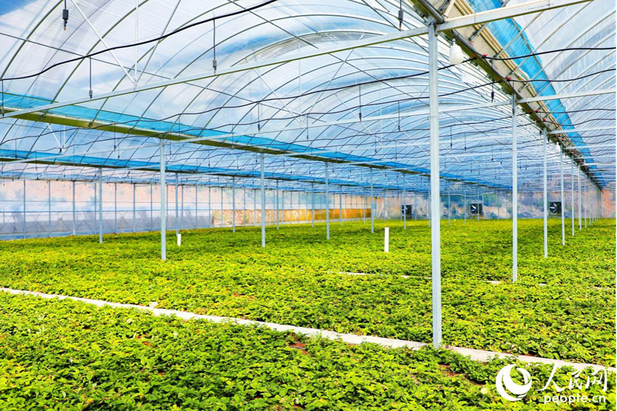 英山鄉(xiāng)鳳洋村的太子參大棚。人民網(wǎng)記者 蘭志飛攝