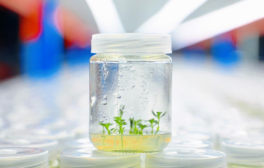 太子參脫毒苗規(guī)?；a(chǎn)