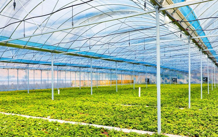 福建這條“參”路，怎樣走向“全國最大”