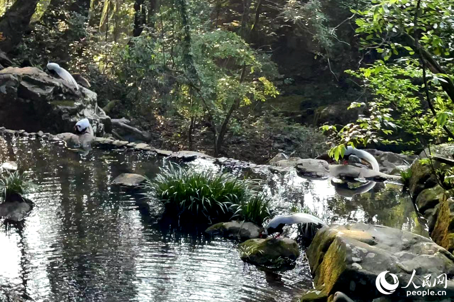 國家二級保護動物白鷴在山中近距離可見。人民網(wǎng)記者 林盈攝