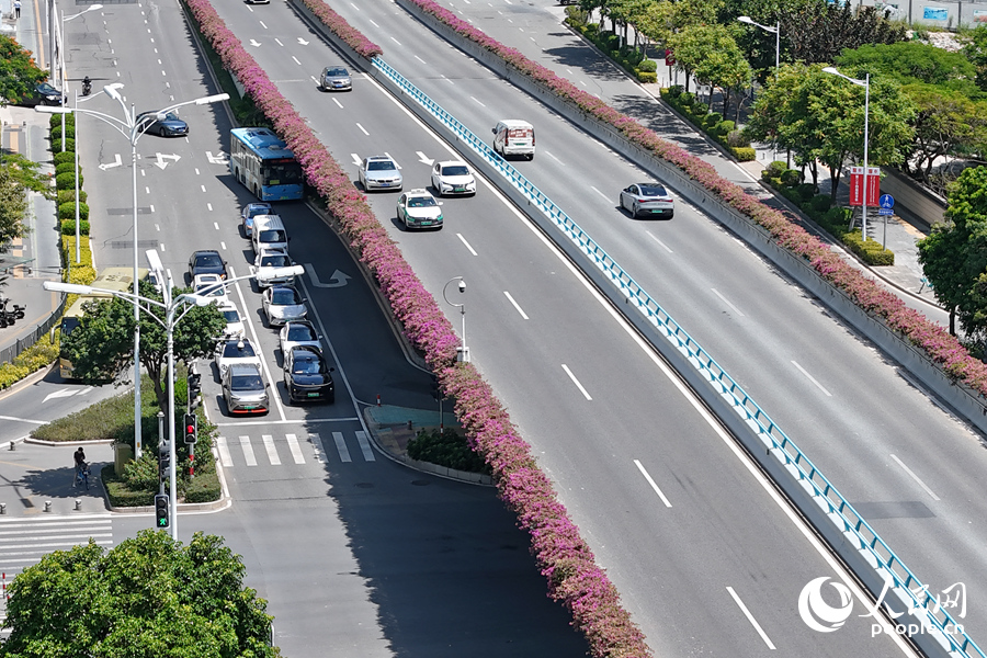 高架橋上的三角梅夾道盛開。人民網(wǎng)記者 陳博攝