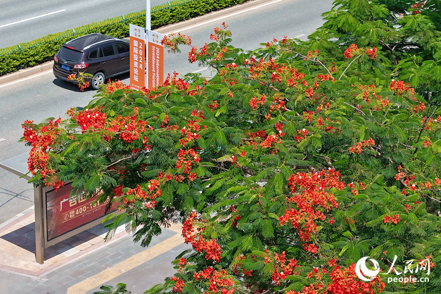廈門環(huán)島干道旁的鳳凰花開得火熱。人民網(wǎng)記者 陳博攝