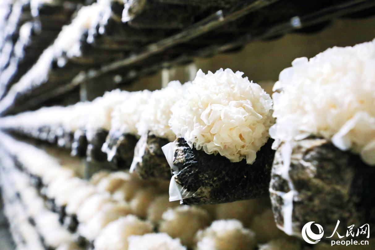 溫控智能化菇房內(nèi)的古田銀耳。人民網(wǎng) 李唯一攝