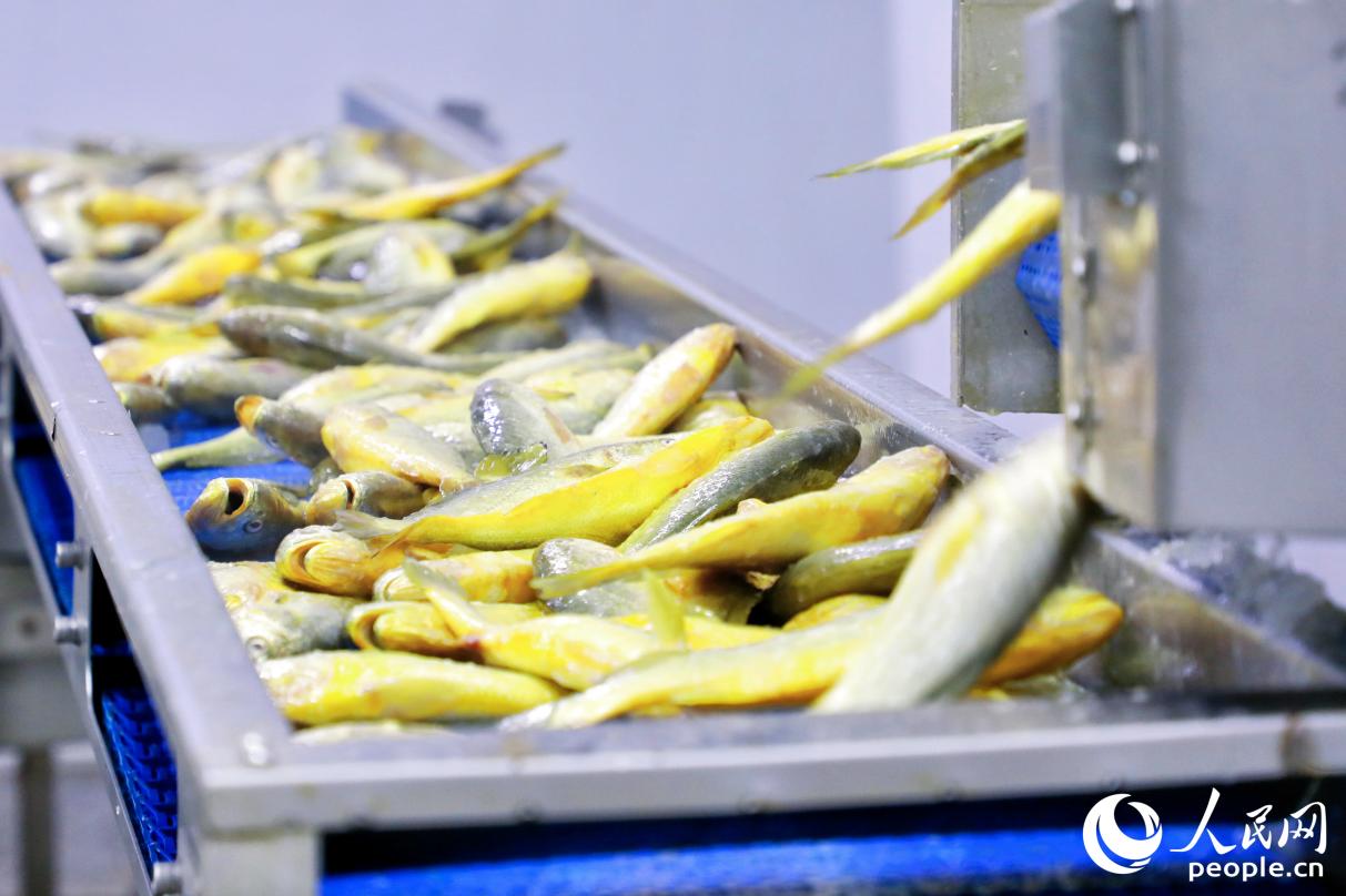 福建趕海水產(chǎn)有限公司的大黃魚處理車間。人民網(wǎng) 李唯一攝