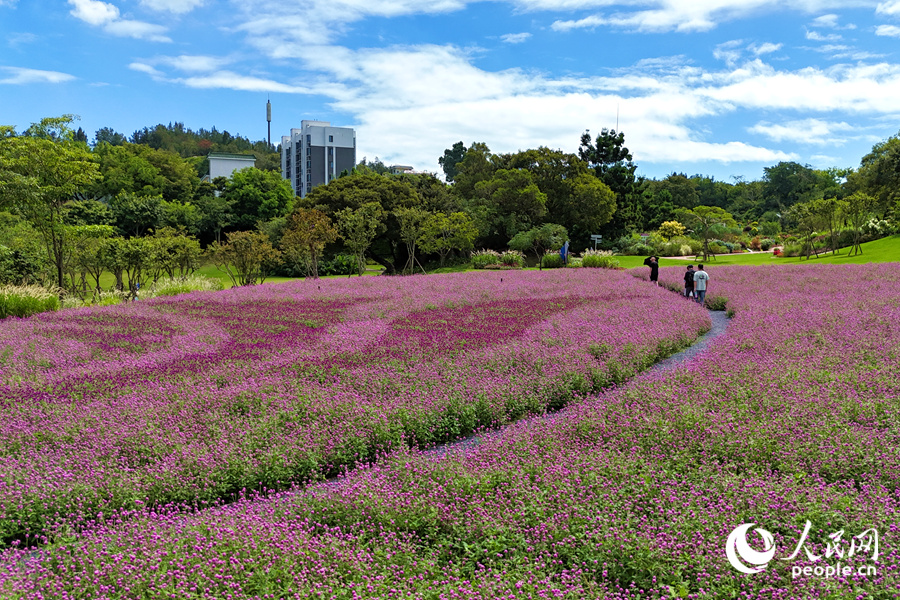在廈門市園林植物園西山園中，千日紅花海如夢(mèng)如幻。人民網(wǎng)記者 陳博攝