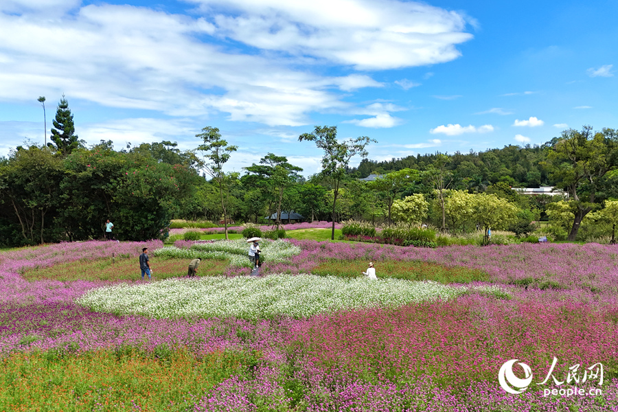 藍(lán)天白云下，各色千日紅爭(zhēng)奇斗艷。人民網(wǎng)記者 陳博攝
