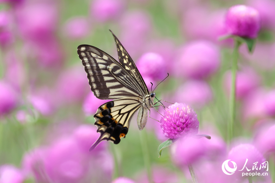 蝴蝶在花海中流連。人民網(wǎng)記者 陳博攝