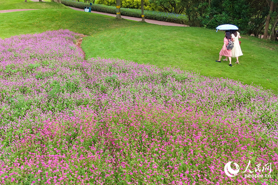 游客在花海邊漫步。人民網(wǎng)記者 陳博攝