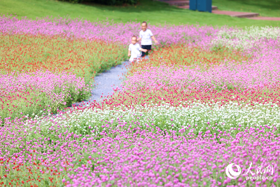 孩童結(jié)伴在花海小徑上追逐嬉戲。人民網(wǎng)記者 陳博攝