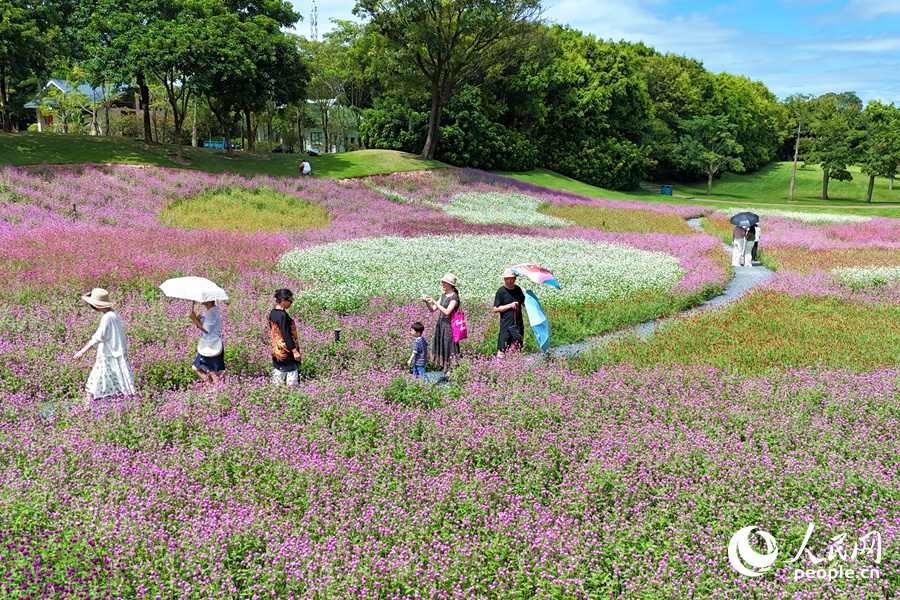 火辣辣的陽光擋不住人們外出賞花的腳步。人民網(wǎng)記者 陳博攝