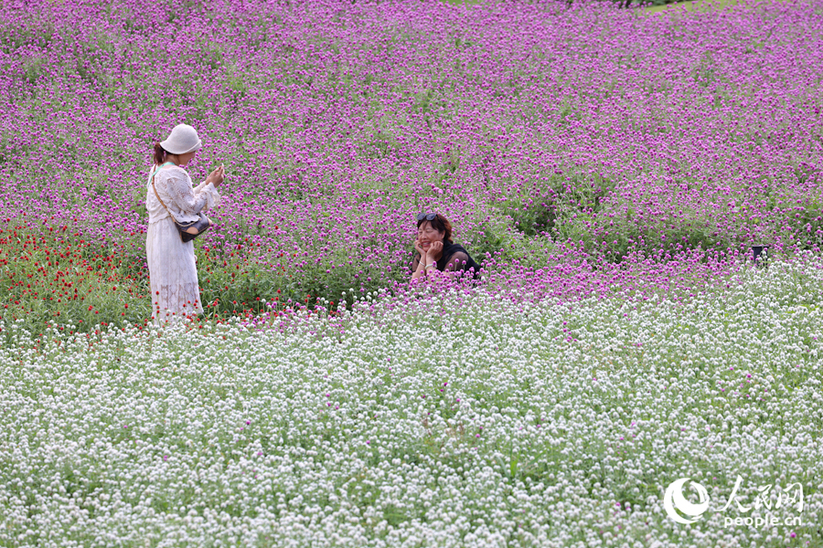 市民游客徜徉于花海之中。人民網(wǎng)記者 陳博攝