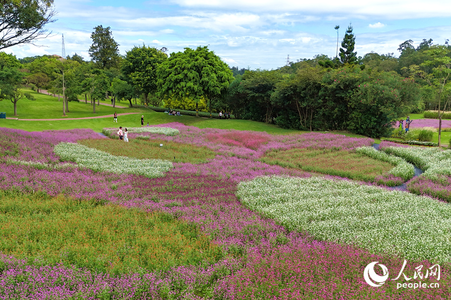 千日紅正值盛花期，賞花正當(dāng)時(shí)。人民網(wǎng)記者 陳博攝