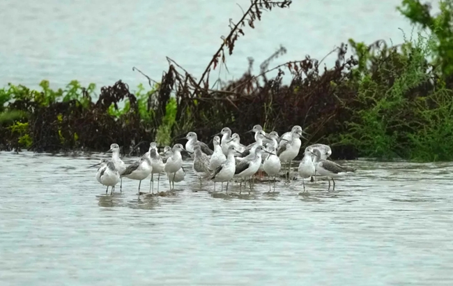 成群的候鳥。閩江河口濕地保護(hù)區(qū)管理處供圖