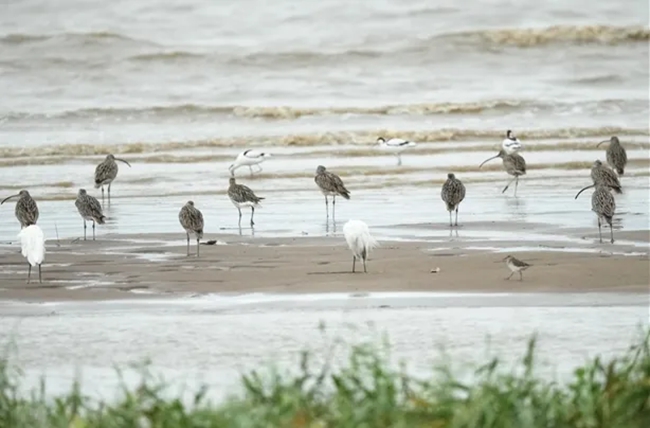 近日抵達(dá)閩江河口濕地的白腰杓鷸（灰色）。閩江河口濕地保護(hù)區(qū)管理處供圖
