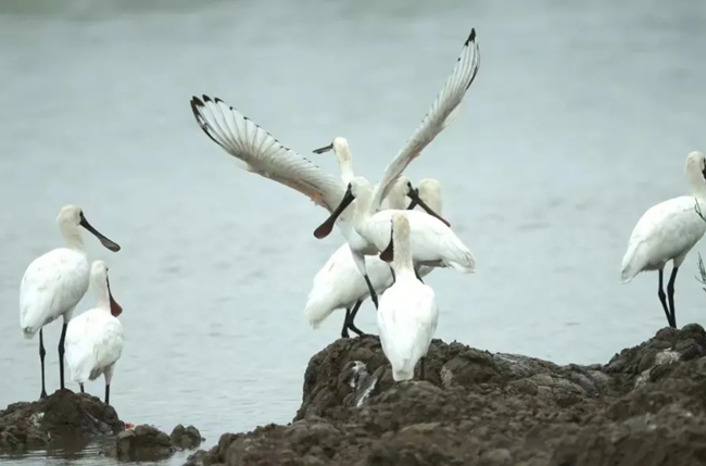 定居閩江河口濕地的黑臉琵鷺。閩江河口濕地保護(hù)區(qū)管理處供圖