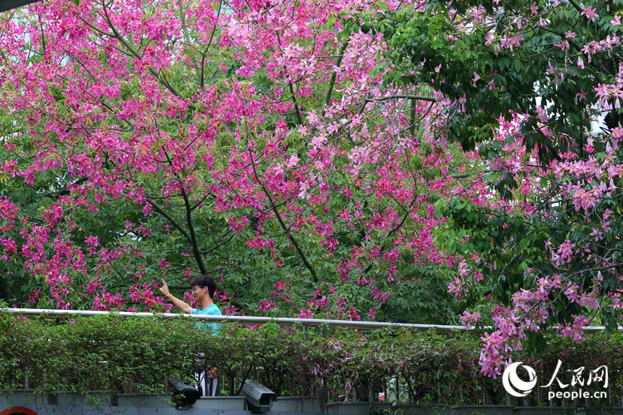 在廈門仙岳路天橋，過往市民徜徉于花海之間。人民網(wǎng)記者 陳博攝