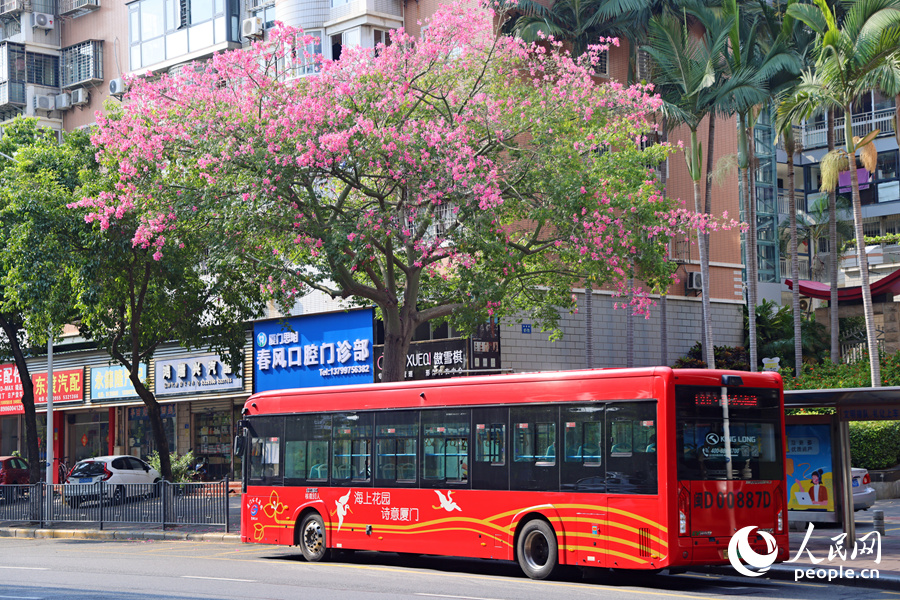 公交站旁的“美人樹”粉花初綻放。人民網(wǎng)記者 陳博攝