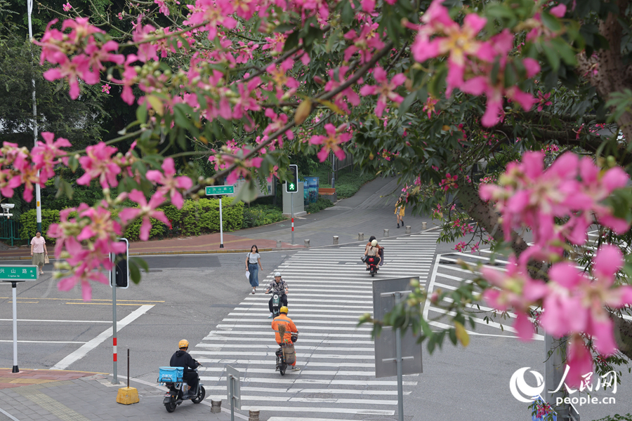 廈門興山路路口的“美人樹”花枝招展。人民網(wǎng)記者 陳博攝