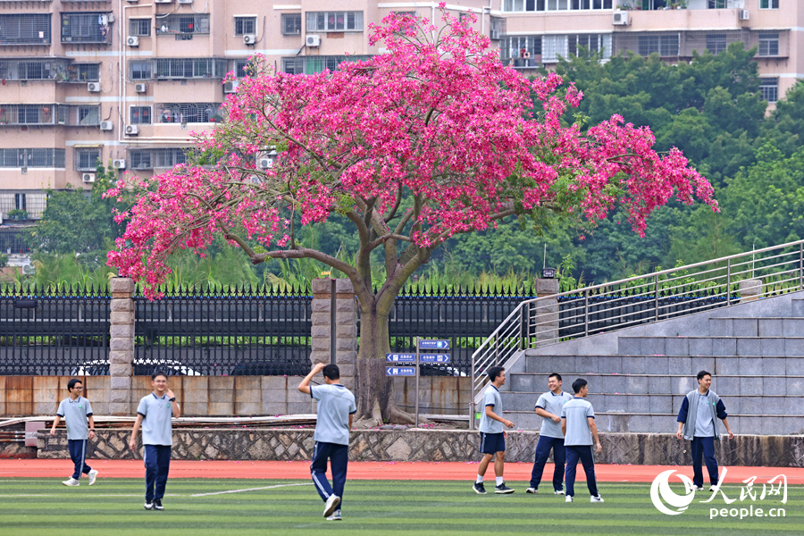 綠茵場旁，美麗異木棉傘狀的樹冠開滿粉花，引人駐足觀賞。人民網(wǎng)記者 陳博攝