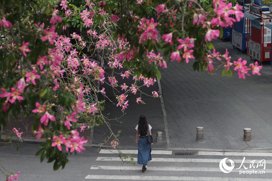 廈門街頭巷尾都能見到“美人樹”的身影。人民網(wǎng)記者 陳博攝